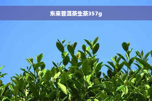 东来普洱茶生茶357g