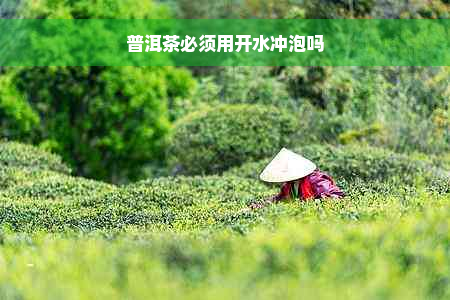 普洱茶必须用开水冲泡吗