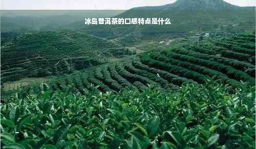 冰岛普洱茶的口感特点是什么