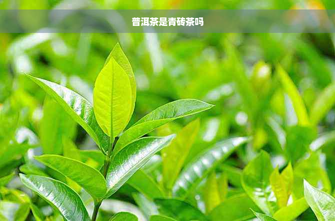 普洱茶是青砖茶吗