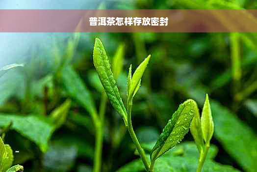 普洱茶怎样存放密封