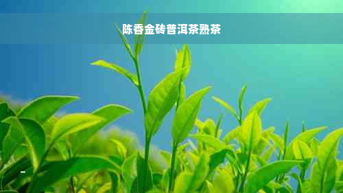 陈香金砖普洱茶熟茶