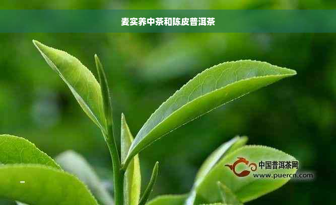 麦实养中茶和陈皮普洱茶