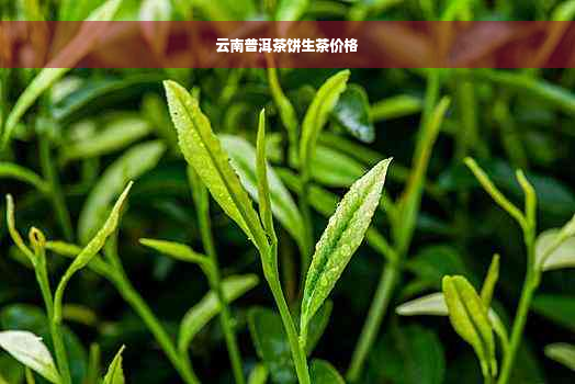 云南普洱茶饼生茶价格