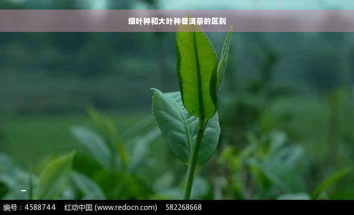 细叶种和大叶种普洱茶的区别