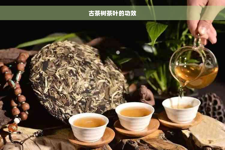 古茶树茶叶的功效