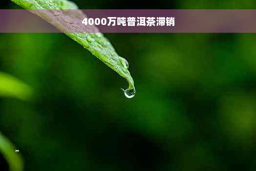 4000万吨普洱茶滞销