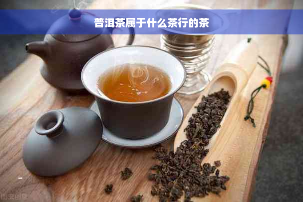 普洱茶属于什么茶行的茶