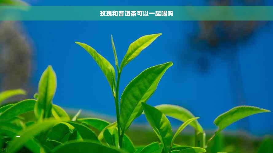 玫瑰和普洱茶可以一起喝吗