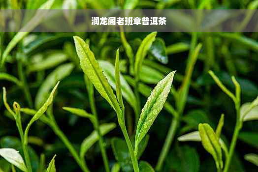 润龙阁老班章普洱茶