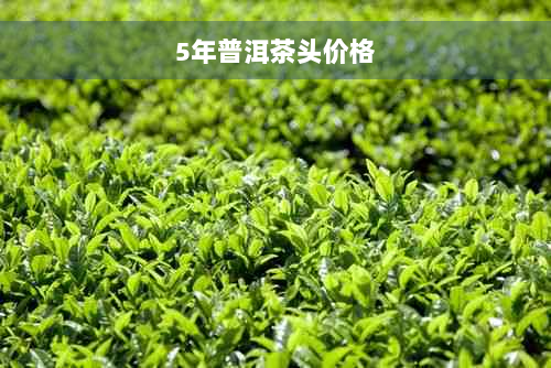 5年普洱茶头价格