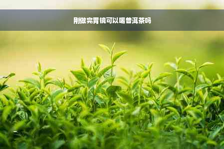 刚做完胃镜可以喝普洱茶吗