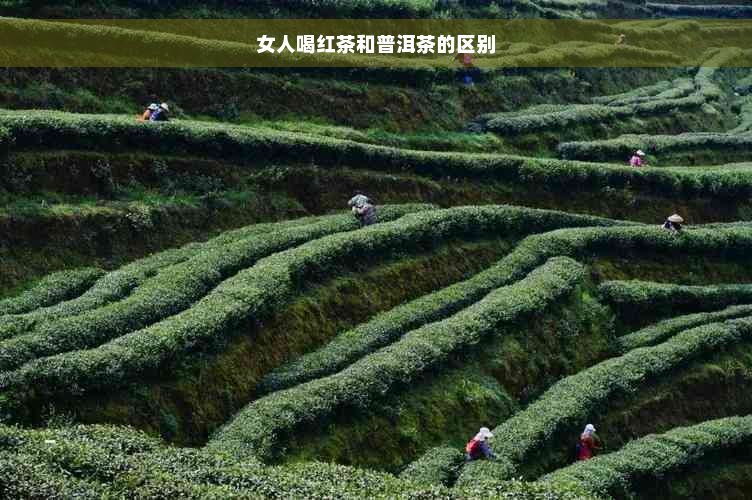 女人喝红茶和普洱茶的区别