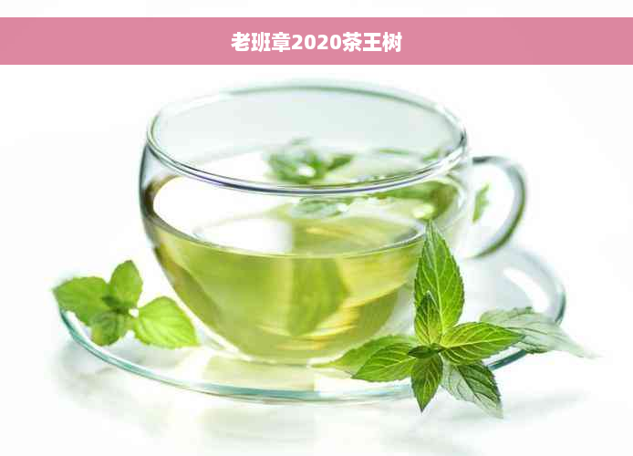 老班章2020茶王树