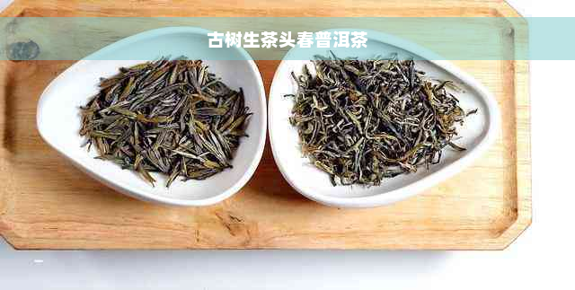 古树生茶头春普洱茶