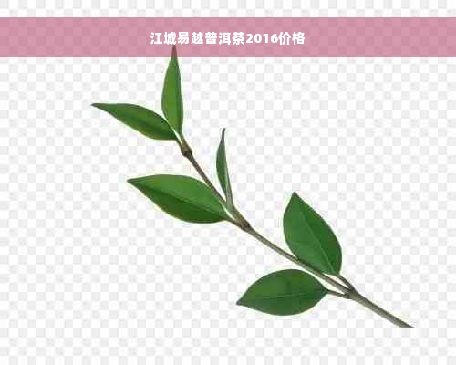 江城易越普洱茶2016价格