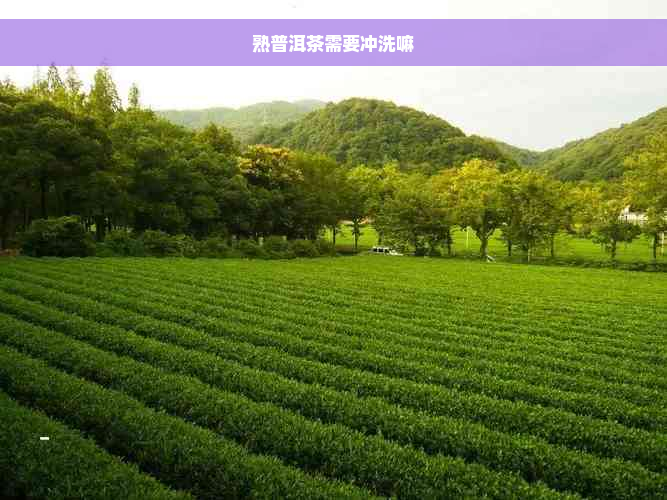 熟普洱茶需要冲洗嘛