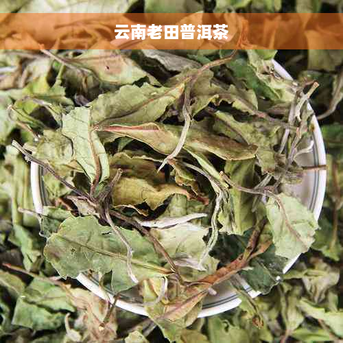 云南老田普洱茶