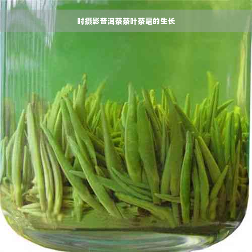 时摄影普洱茶茶叶茶毫的生长