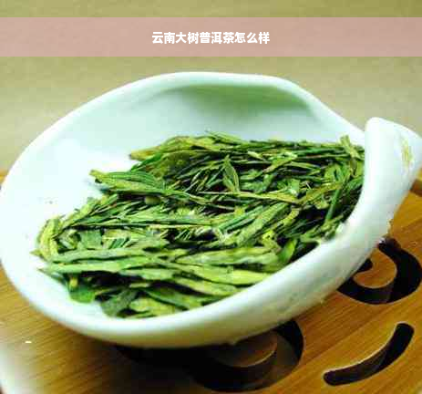 云南大树普洱茶怎么样