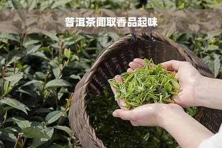 普洱茶闻取香品起味