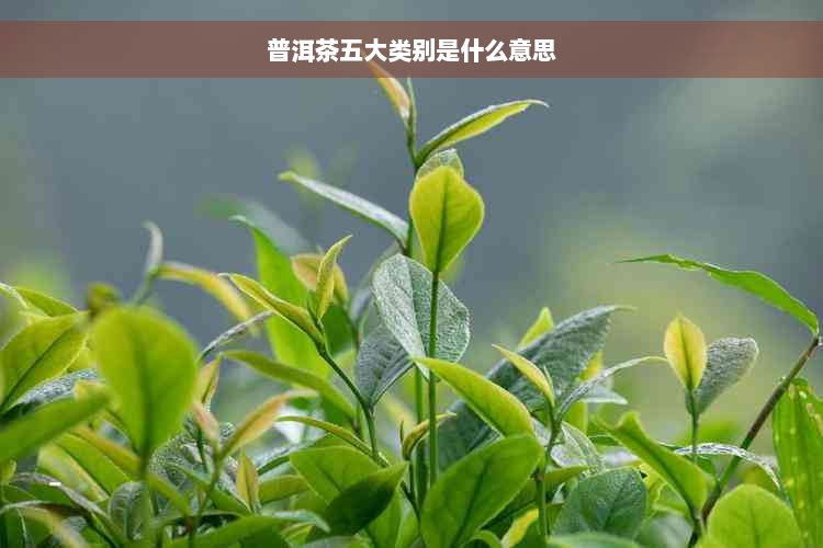 普洱茶五大类别是什么意思