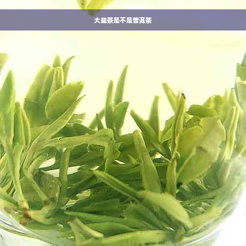 大益茶是不是普洱茶