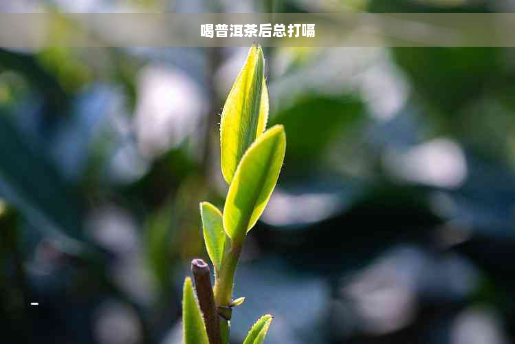 喝普洱茶后总打嗝