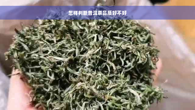 怎样判断普洱茶品质好不好