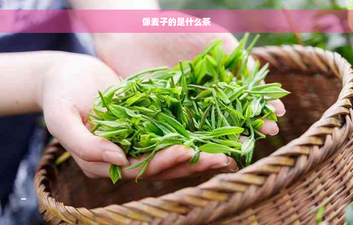 像麦子的是什么茶