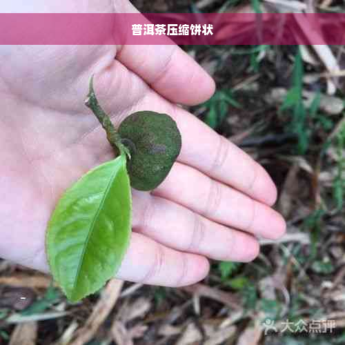 普洱茶压缩饼状