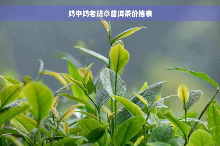 鸿中鸿老班章普洱茶价格表