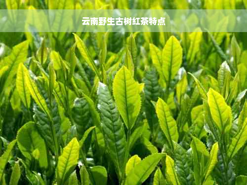 云南野生古树红茶特点