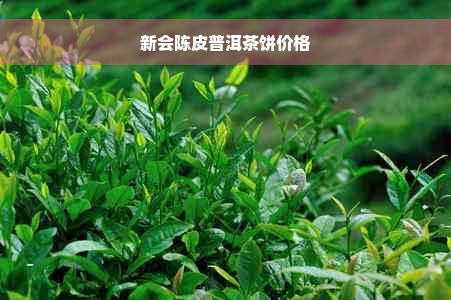 新会陈皮普洱茶饼价格