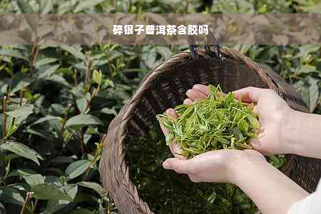 碎银子普洱茶含胶吗