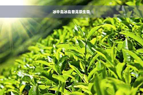 冰中岛冰岛普洱茶生茶