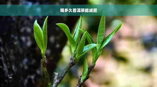 喝多久普洱茶能减肥