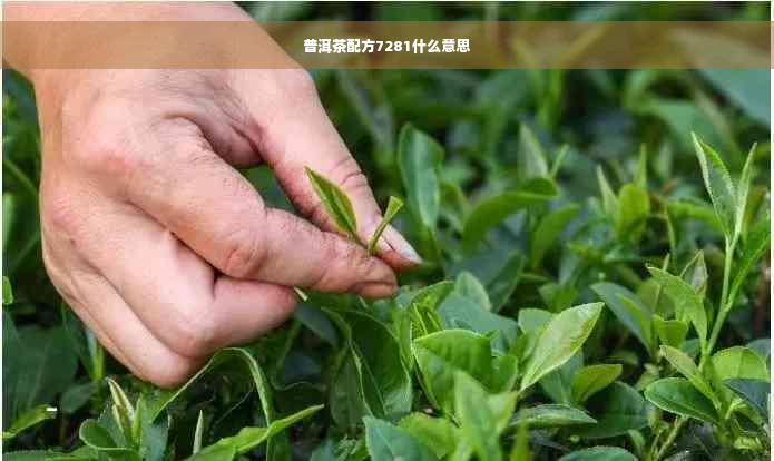 普洱茶配方7281什么意思