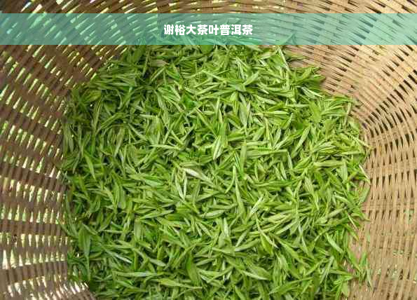 谢裕大茶叶普洱茶