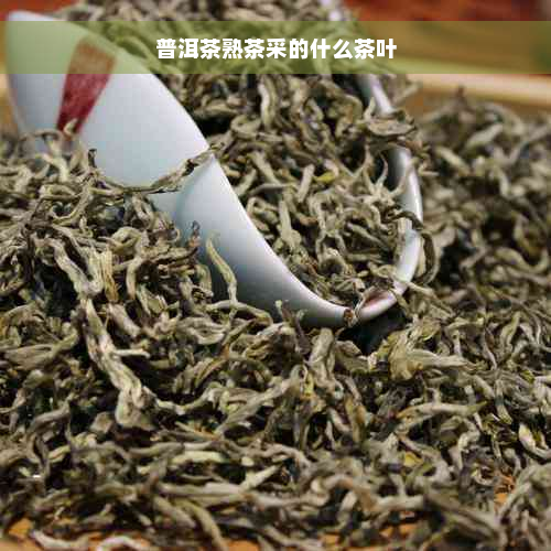 普洱茶熟茶采的什么茶叶