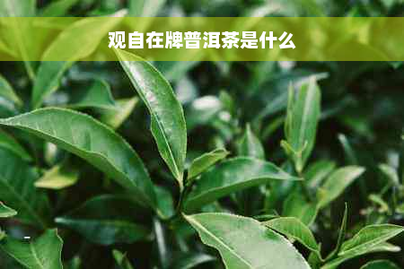 观自在牌普洱茶是什么