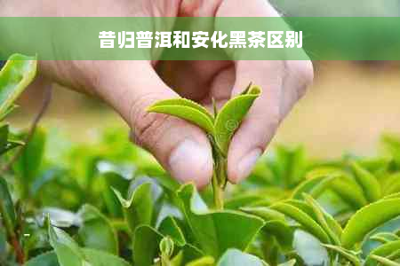 昔归普洱和安化黑茶区别