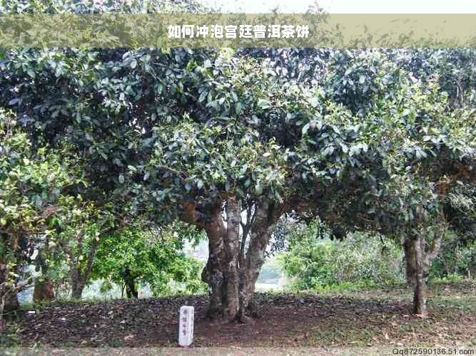 如何冲泡宫廷普洱茶饼