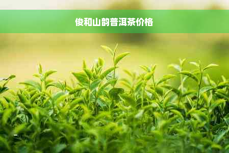 俊和山韵普洱茶价格