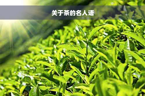 关于茶的名人语