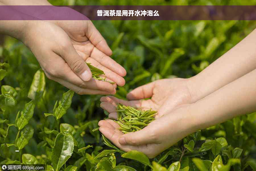 普洱茶是用开水冲泡么