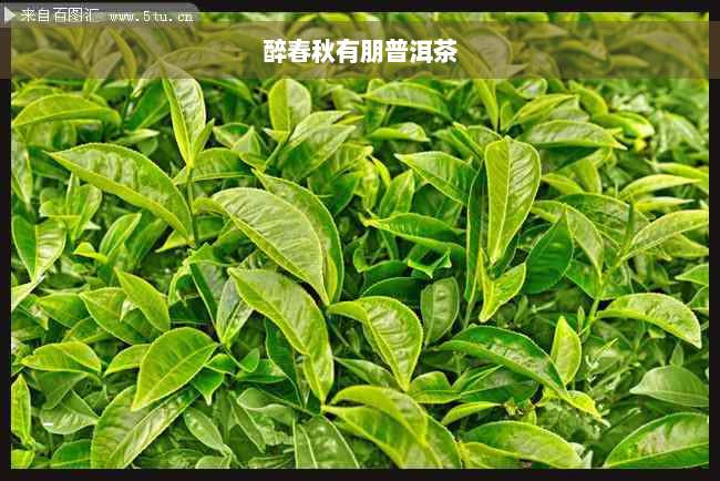 醉春秋有朋普洱茶