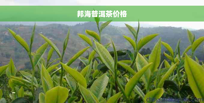 邦海普洱茶价格