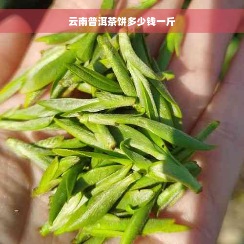 云南普洱茶饼多少钱一斤