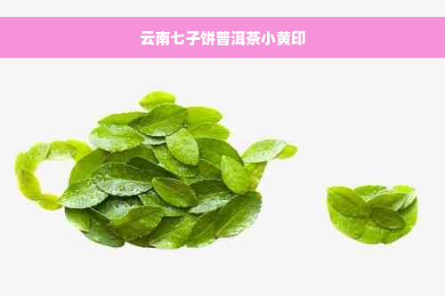 云南七子饼普洱茶小黄印